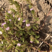 Hygrophila difformis (L.f.) Blume